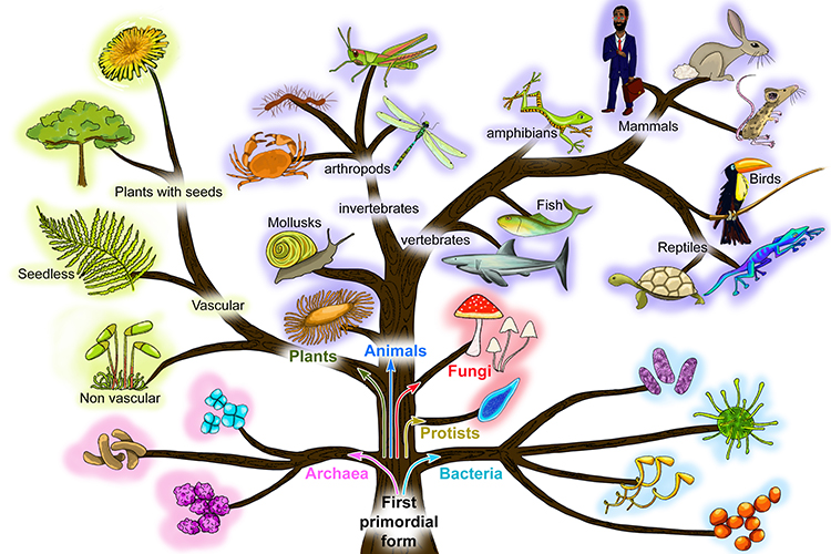 A simplified tree of life relating to Charles Darwins origin of species
